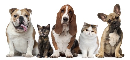 Paranormale Dieren