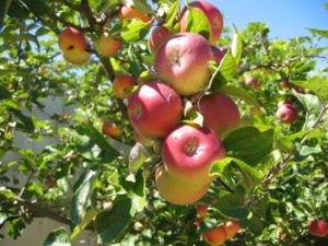 appels en peren