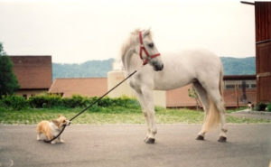 hond en paard