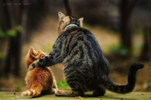 poes mediums