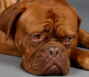 dieren en symptoomgedrag