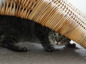 dieren en symptoomgedrag