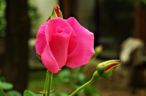 Geen rozen zonder doornen