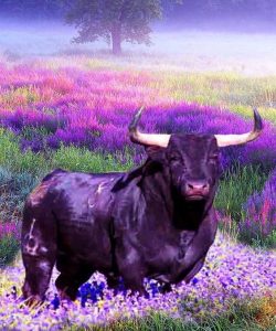 Nieuwe maan in stier
