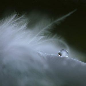 Symbolische betekenis van ‘ veren ‘ 