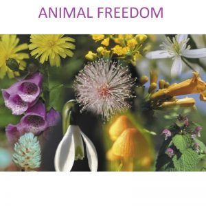 Animal Freedom 