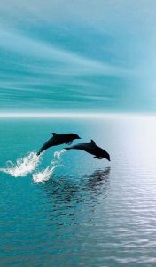 Dolfijnen en walvissen