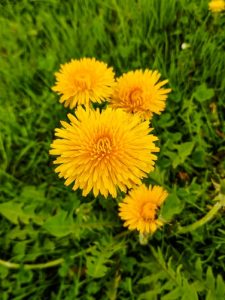 Spirituele betekenis van bloemen