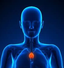 De thymus en het hartchakra