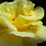 Medium Catharina