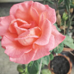 Medium Catharina
